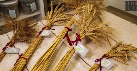 Rutigliano, due donne riscoprono dieci grani antichi dimenticati: �Farine pi� nutrienti e sane�